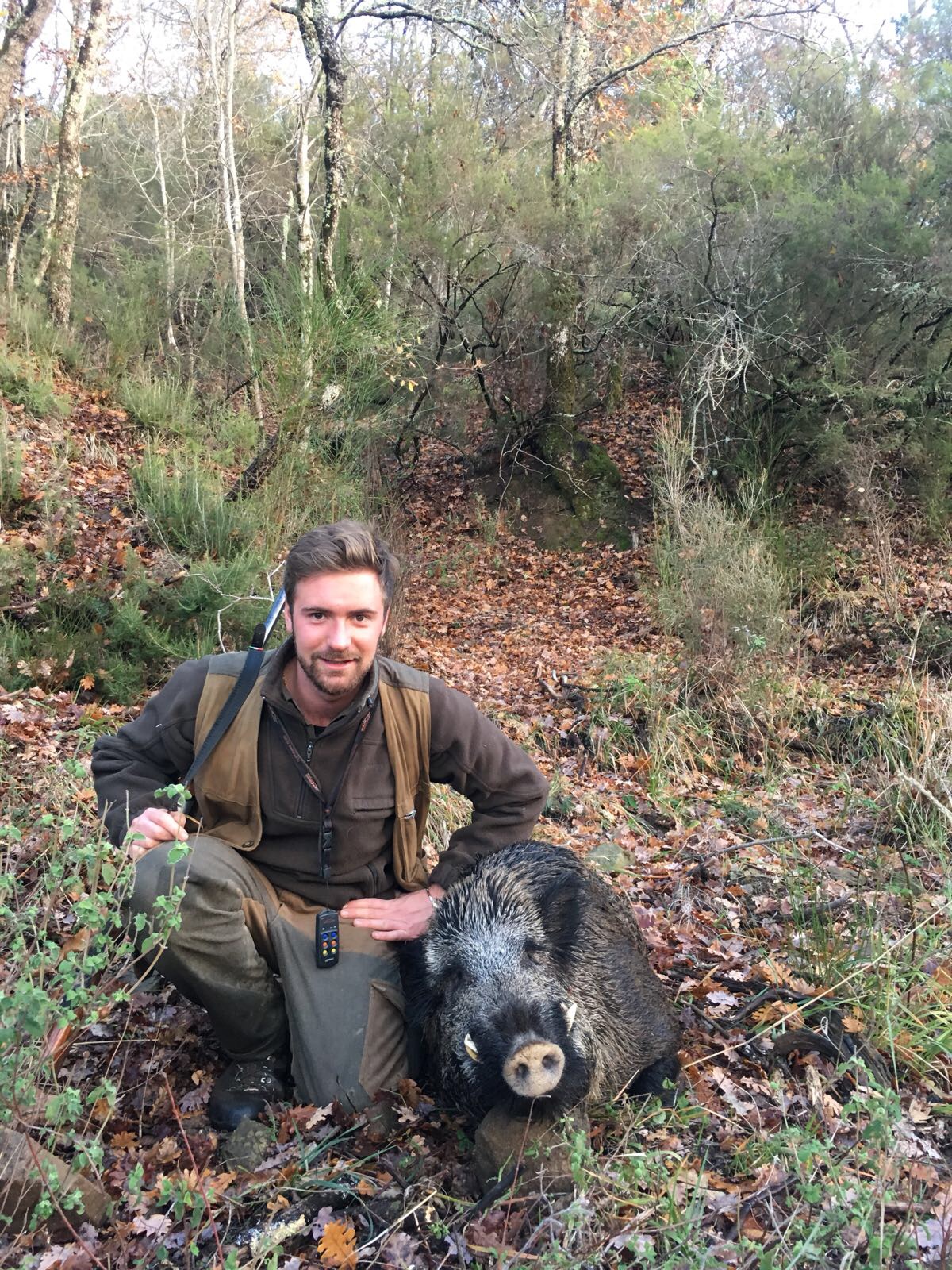 Caccia al cinghiale