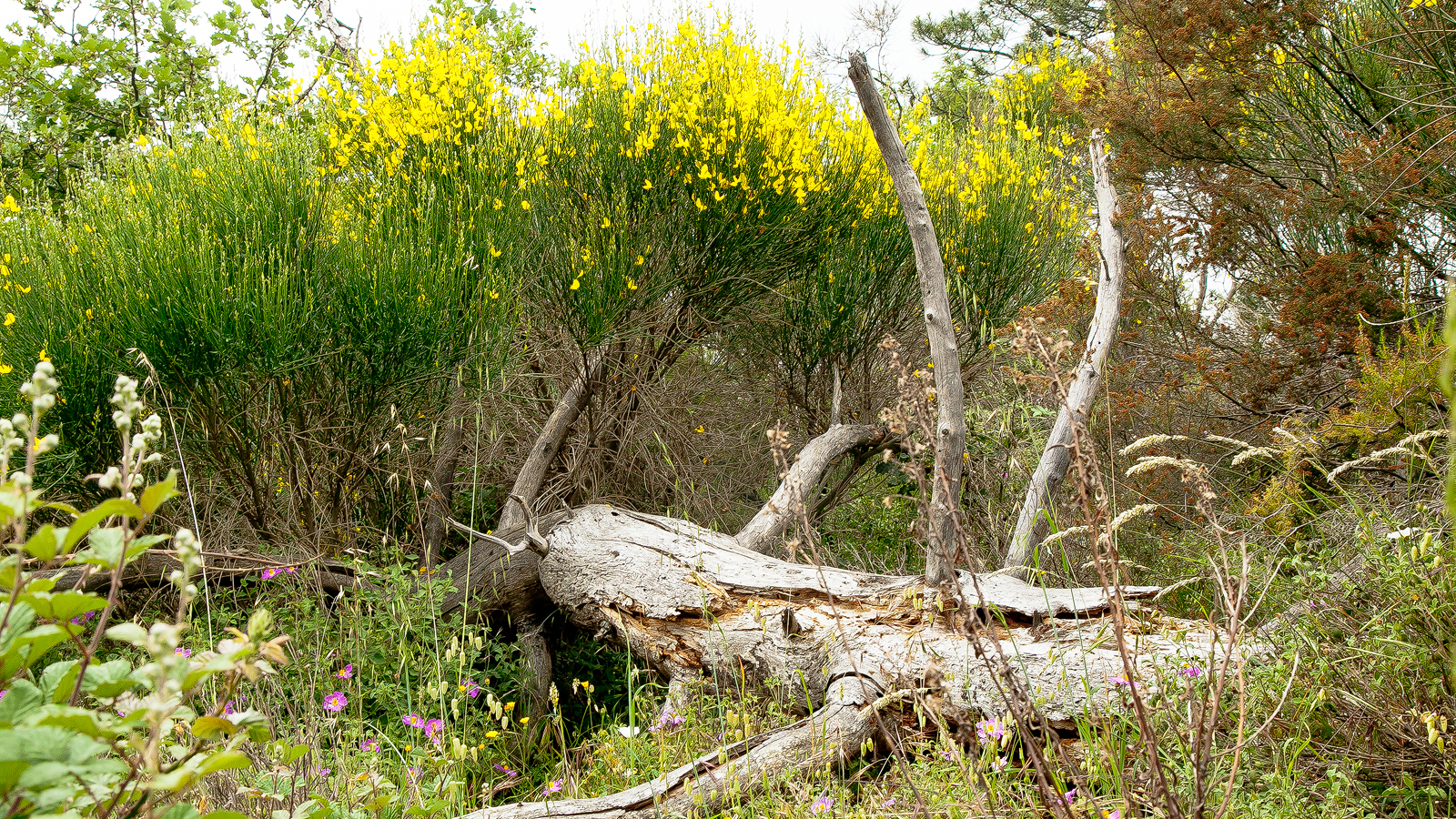 Natura alla riserva di caccia le corniole